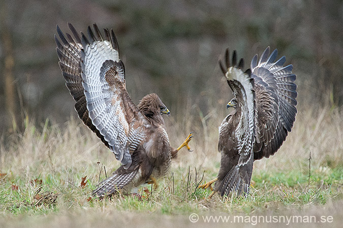 Buzzard MN-2013-11-24-19757