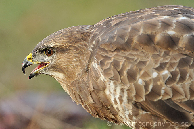 Buzzard MN-2013-11-29-10054