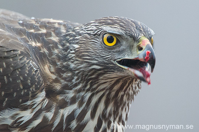 Duvhök, Goshawk