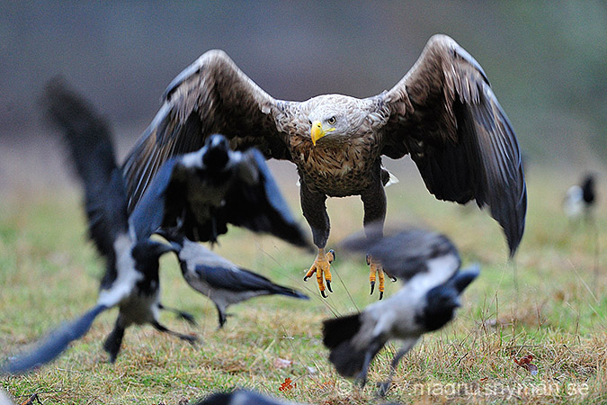 Havsörn, Seaeagle, Havsörn (Haliaeetus albicilla), White-taile