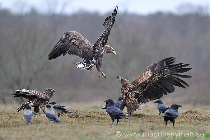 Havsörn, Seaeagle, Havsörn (Haliaeetus albicilla), White-taile