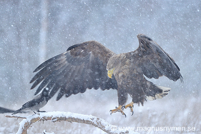 Havsörn, Seaeagle, Havsörn (Haliaeetus albicilla), White-taile