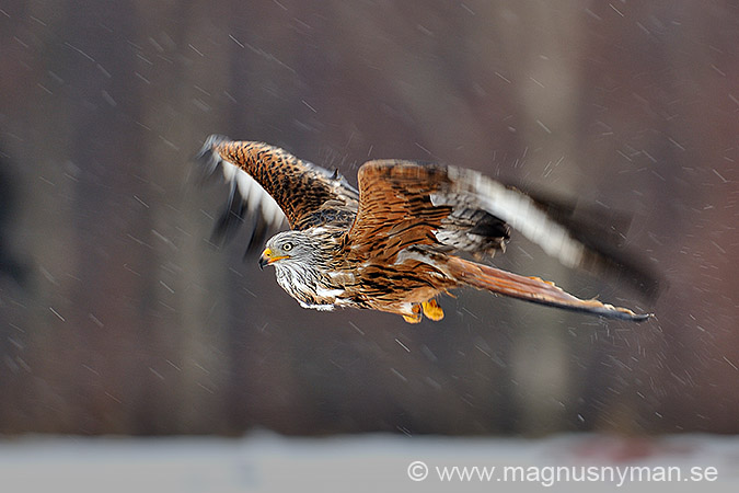 Red Kite_MN07170