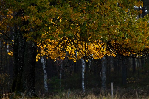 Lövö lördag morgon