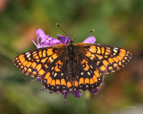 Asknätfjäril Foto Ulf Kaunitz