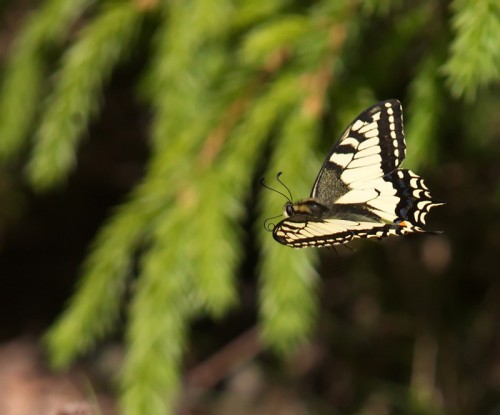 Makaonfjäril Foto Ulf Kaunitz