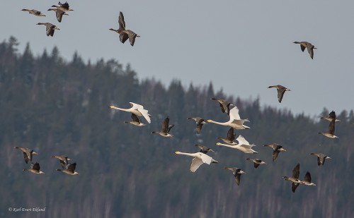 Sångsvanar vid Tysslingen