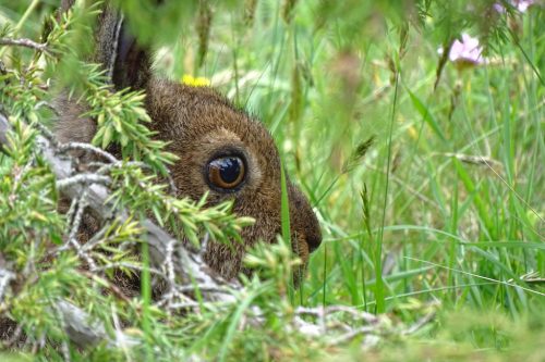 Väderön_vaksam_hare_1024