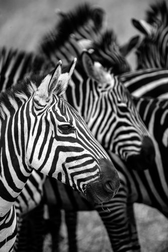 bild-10_gunnar-meller_zebra-04